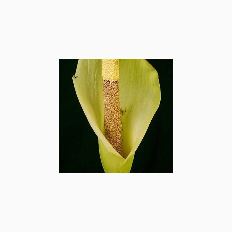 1 Bulbo Amorphophallus Napalensis  Planta Rara_0