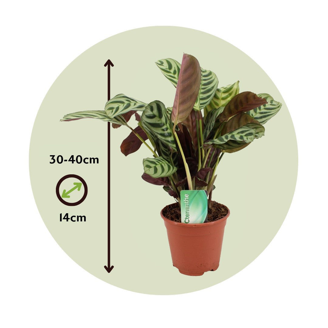 Planta De Oración - Ctenanthe 'burle-marxii' - Altura 30-40cm - ⌀14cm_2