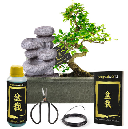 Bonsái Forma S - Cascada Zen - Incl. Tijeras Y Alimento_0