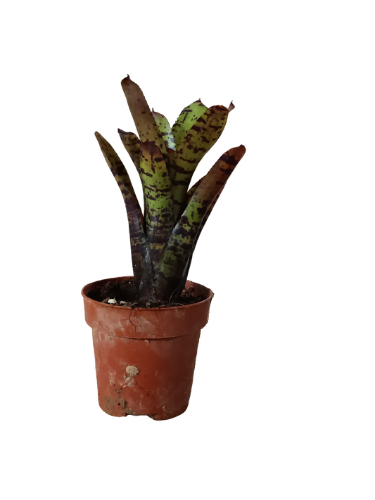 Neoregelia Jamocha Planta Bromelia Para Terrarios E Inteior_0