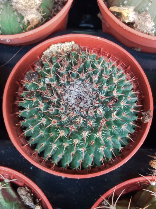 Plantas Suculentas Y Cactus A Elegir Ø5 Cm #ref24_0