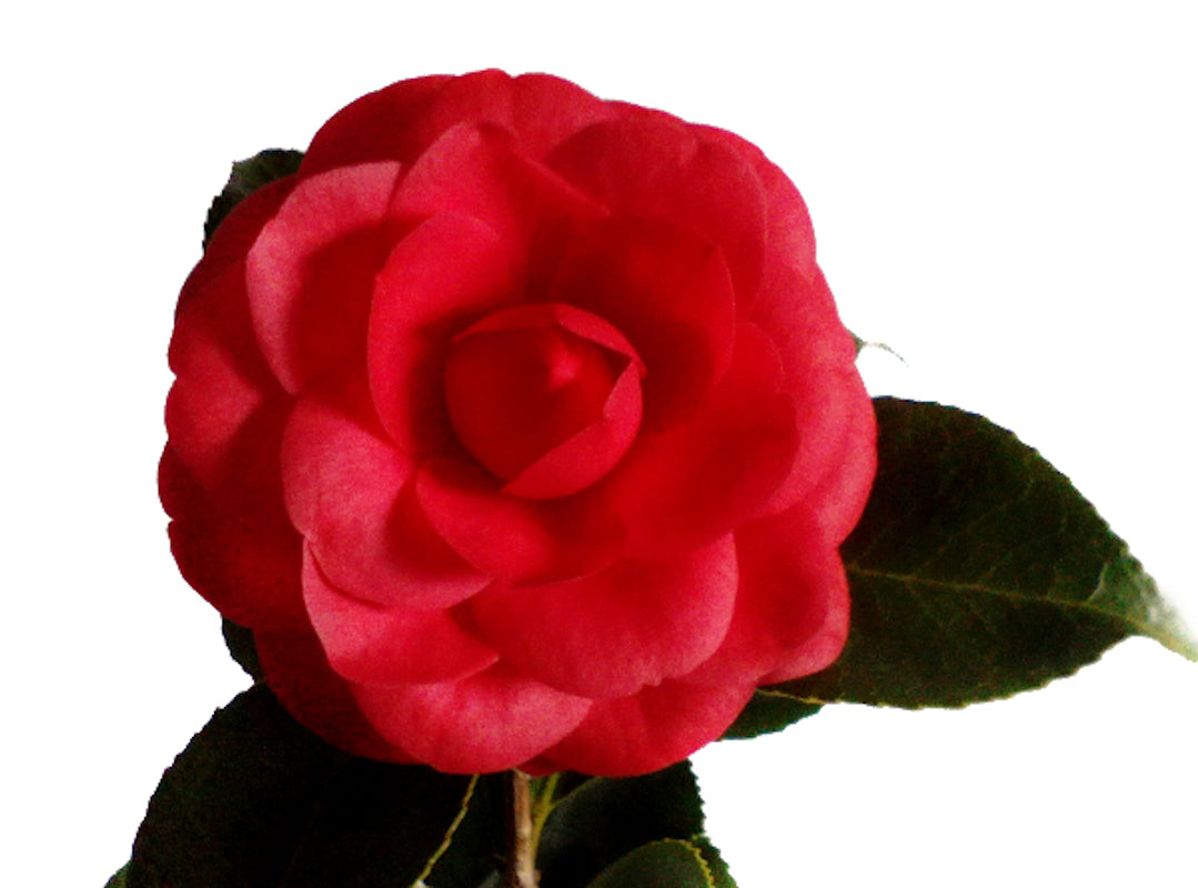 Camellia Roja Eugenia De Montijo_1