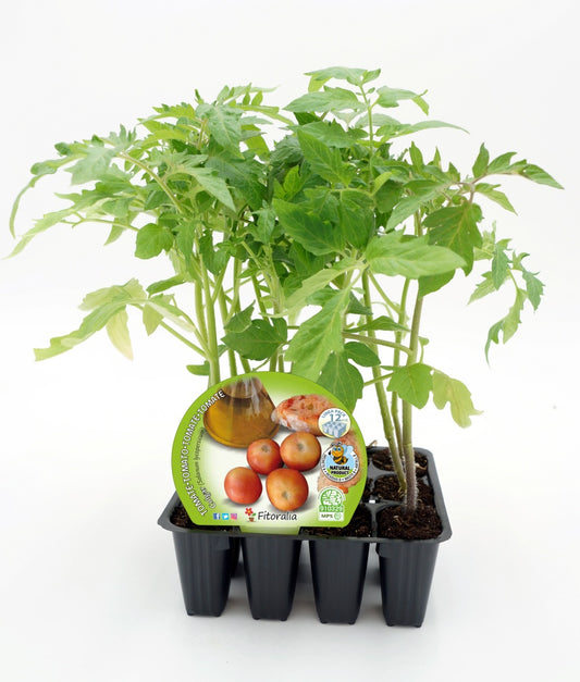Pack Plantones Tomate Colgar 12 Ud. Natural - Fitoralia_0