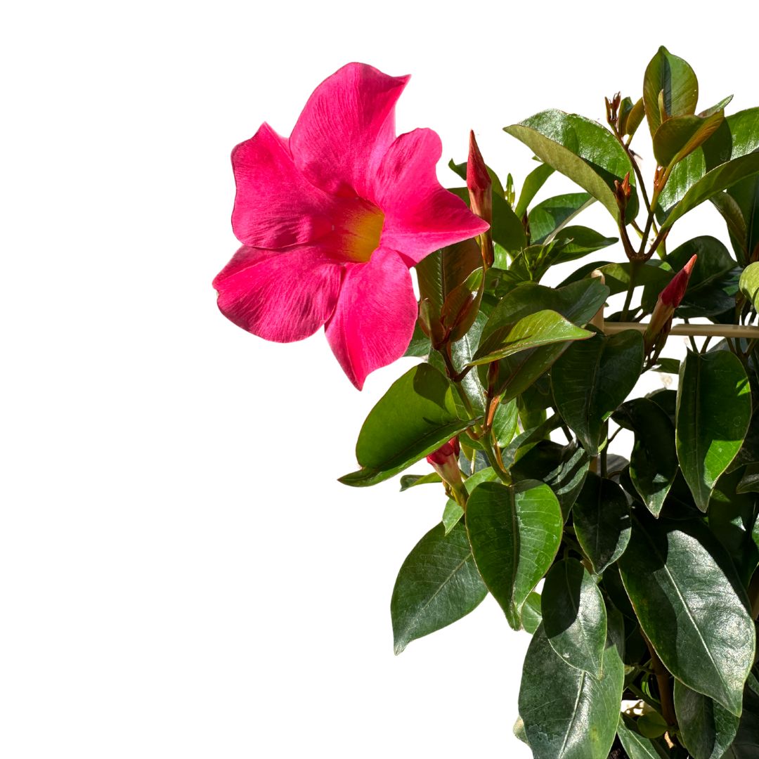 Dipladenia Espaldera O Piramidal Planta Con Flor De Exterior Maceta De 14cm_1