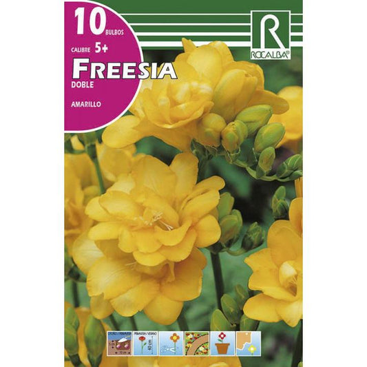 Bolbo duplo de frésia amarela 10 unidades Rocalba