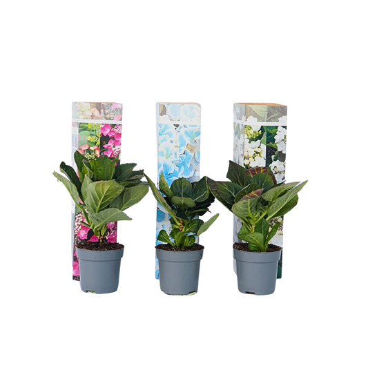 Hortensia - 3 Pzs - Hydrangea Macrophylla - Altura 25-40cm - ⌀9cm_0