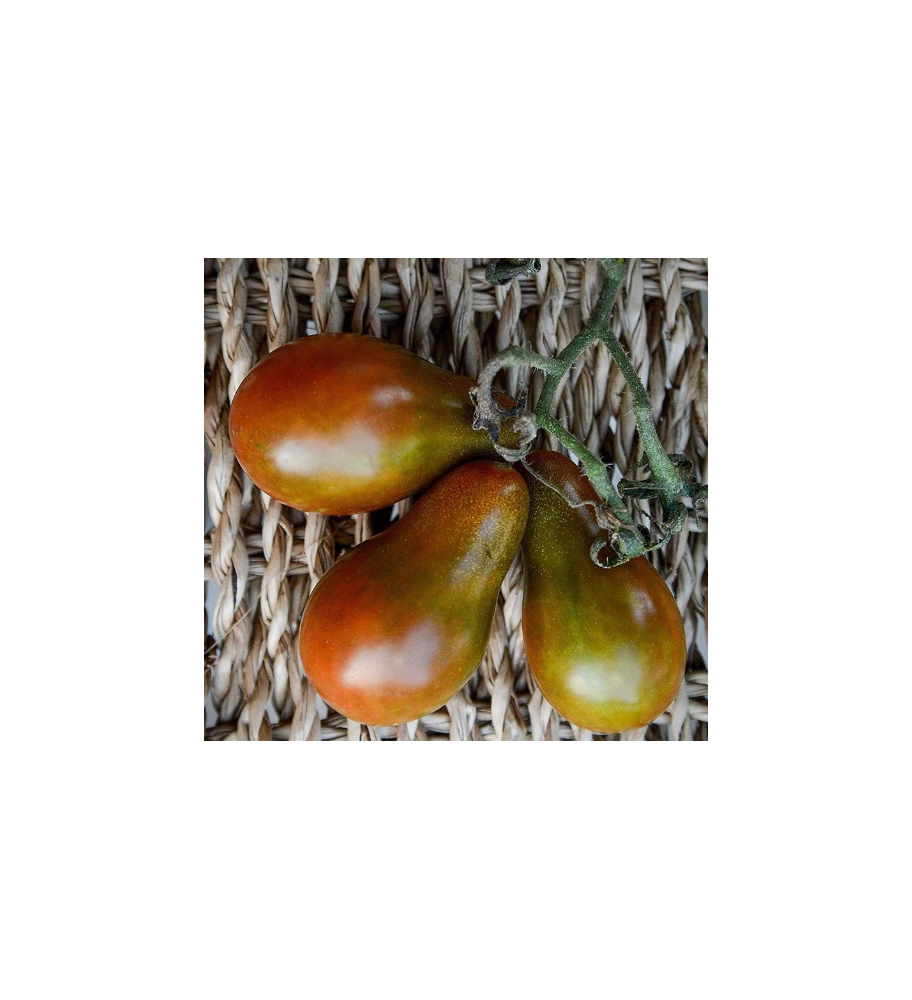 Plantón Tomate Cherry De Pera Negro (10 Unidades)_0