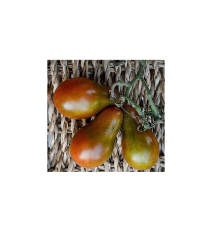 Plantón Tomate Cherry De Pera Negro (10 Unidades)_0