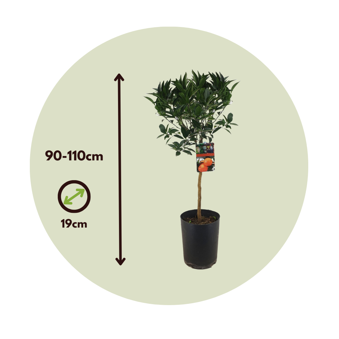 Naranjero - 2 Pzs - Citrus Aurantium Tarocco - Altura 90-110cm - ⌀19cm_2