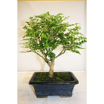Zanthoxylum piperitum sp. bonsai, 5 anos