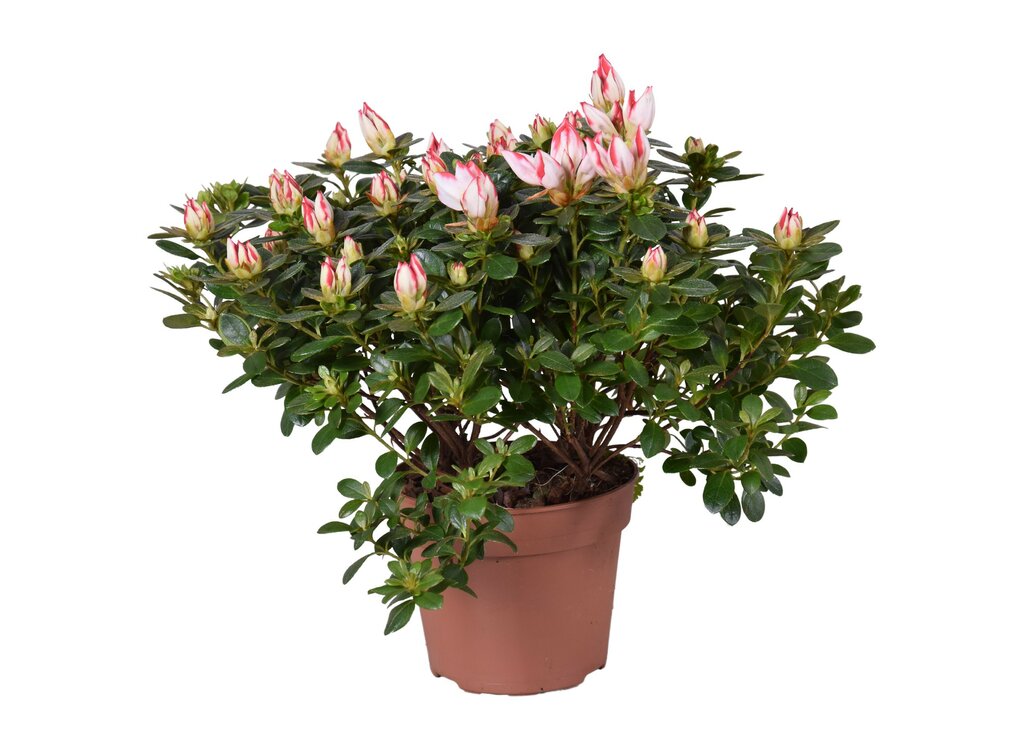 Azalea Sachsenstern M17 30cm_0