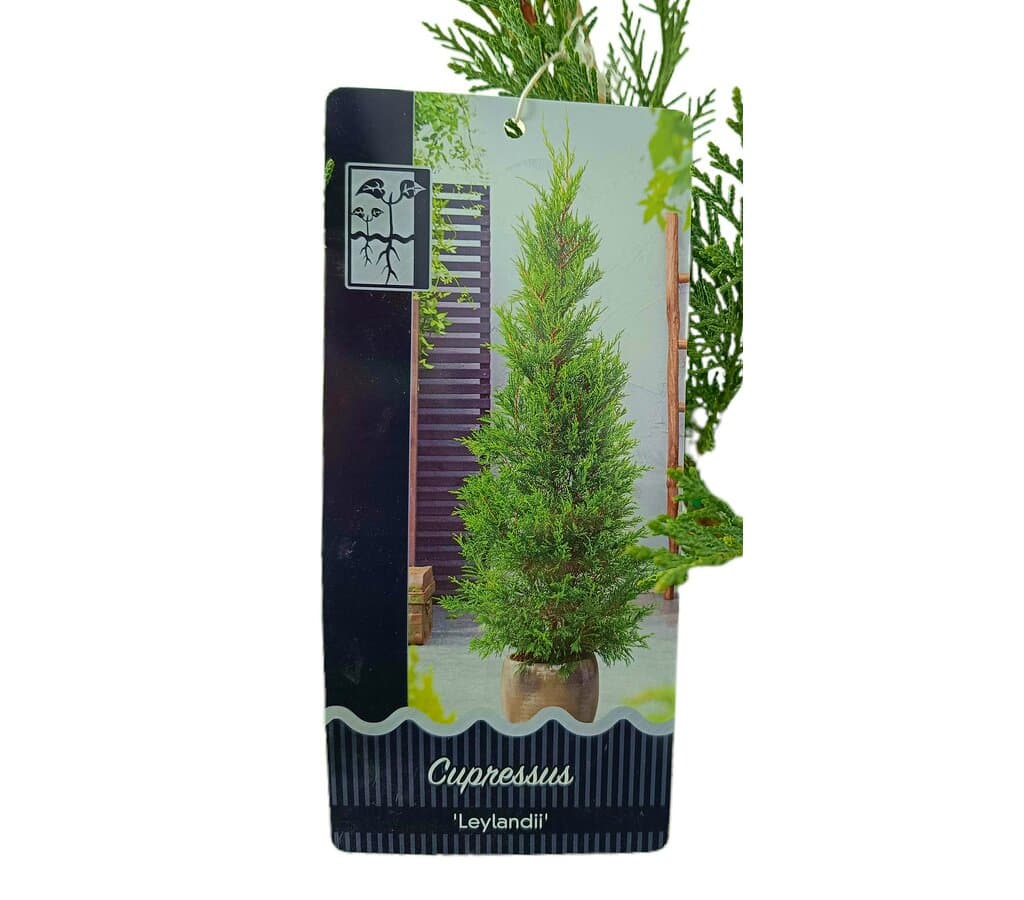 Cupressus Leylandii 150/175cm M25_1