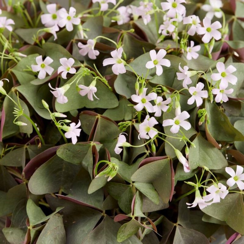 Lote 10 Bulbos Oxalis Sanne Planta Mariposa_0