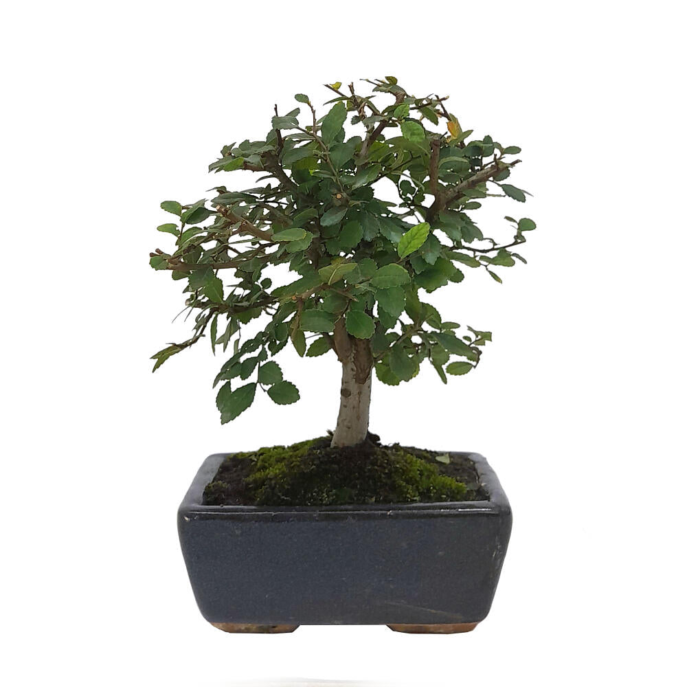 Pack Iniciación Bonsai Zelkova 5 Años Incluye Tijeras Y Abono_1