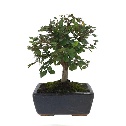 Pack Iniciación Bonsai Zelkova 5 Años Incluye Tijeras Y Abono_1