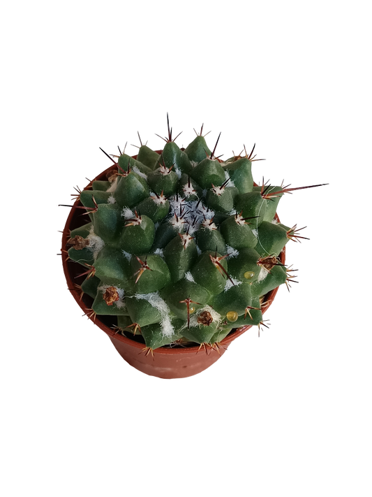 Mammillaria Compressa Cactus Ø5 Cm Planta_0