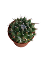 Mammillaria Compressa Cactus Planta Ø5 Cm