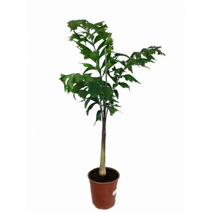 Wodyetia Bifurcata M24 140cm_0