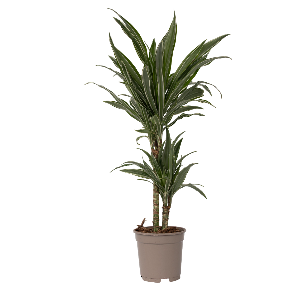 Drácena - Dracaena Deremensis 'warneckei' - Altura 60-70cm - ⌀17cm_0