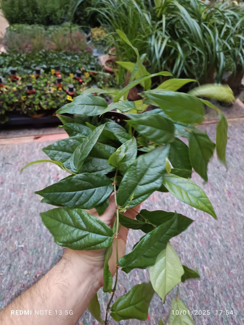 Ficus Sagittata Planta Colgante Enredadera Hiedra_0