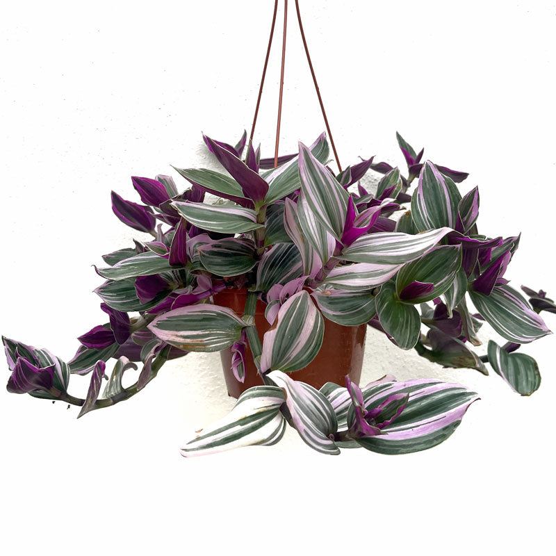 Tradescantia Nanouk Maceta Colgador 15 cm Ø Cactus Y Suculentas_0