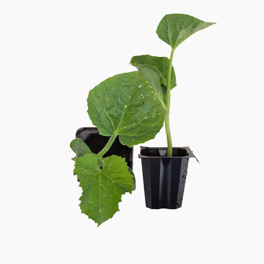 Plantón Melón Piel De Sapo 2 Unidades - Plantabo_0