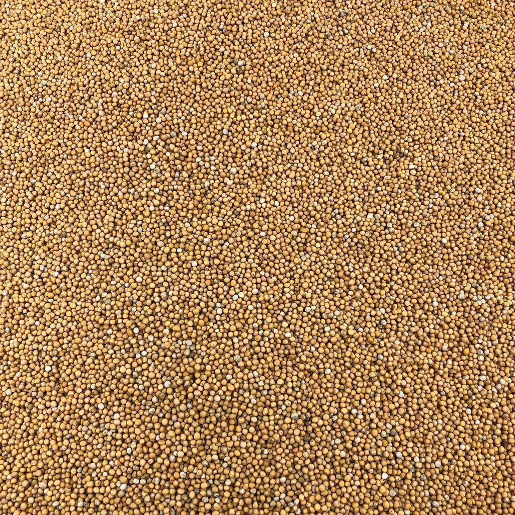 Semillas De Mostaza Amarilla Orgánica A Granel 0,5 Kg_0