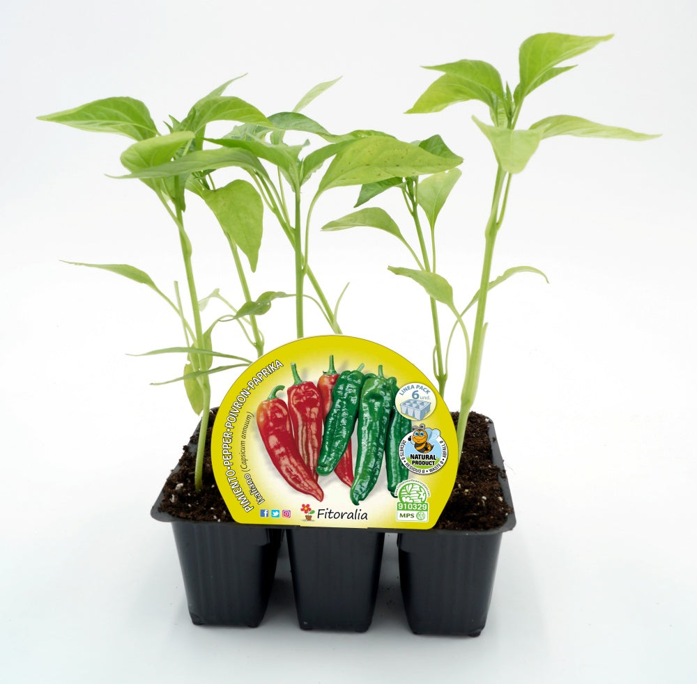 Pack Plantones Pimiento Italiano Dulce 6 Ud.  Natural - Fitoralia_0