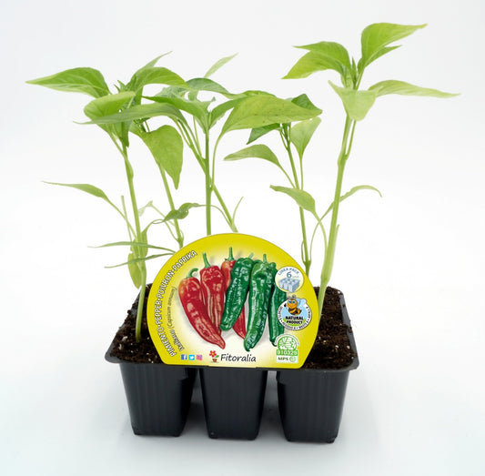 Pack Plantones Pimiento Italiano Dulce 6 Ud. Natural - Fitoralia_0