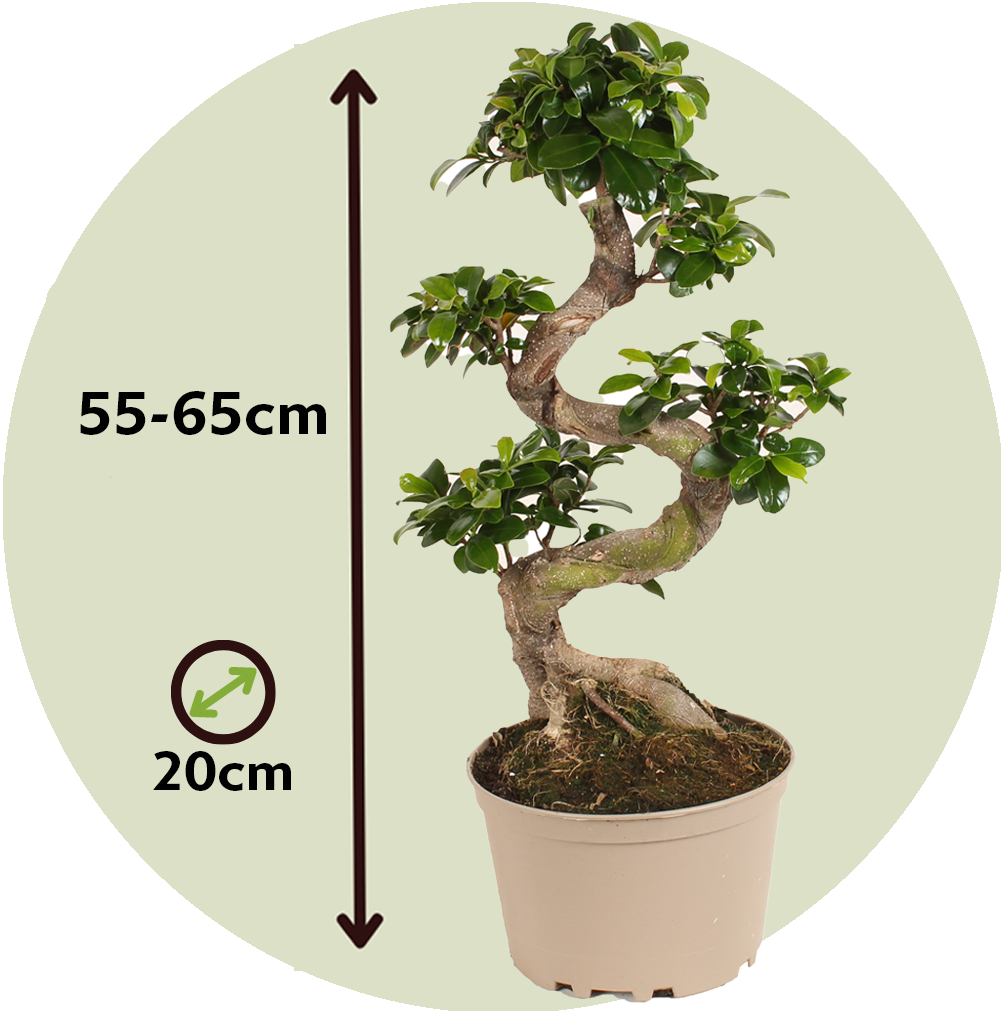 Laurel De Indias - 2 Pzs - Ficus Microcarpa 'ginseng' - Altura 55-65cm - ⌀20cm_2