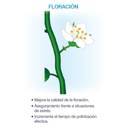 Kynetic4 Bioestimulante Floração e Fixação Seipasa 250 ml