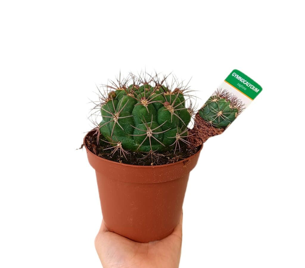 Gymnocalycium Saglione M13_0