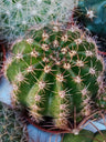 Cacto Echinopsis Multiplex Ø 5cm Planta De Sol