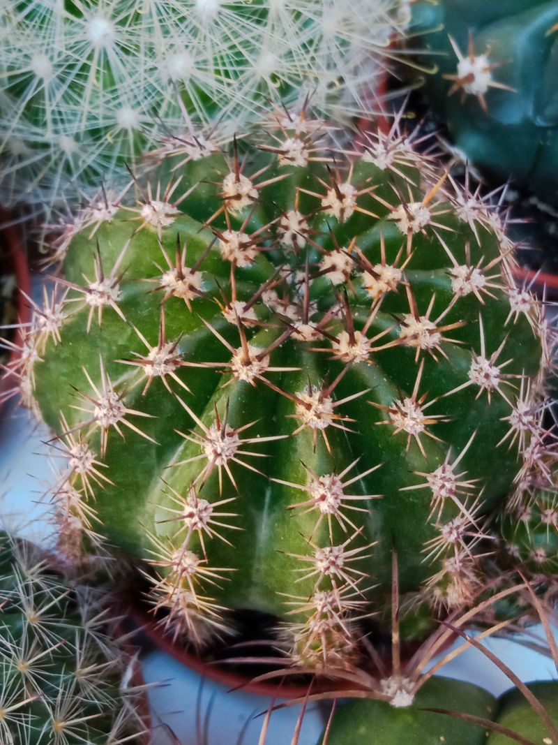 Cactus Echinopsis Multiplex Ø 5cm Planta De Sol_0