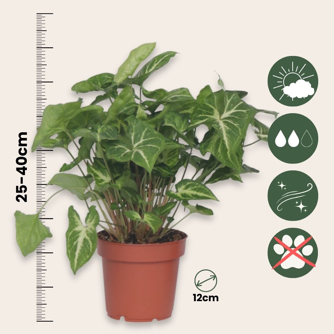 Planta Cabeza De Flecha - Syngonium 'pixie' - Altura 25-40cm - ⌀12cm_2