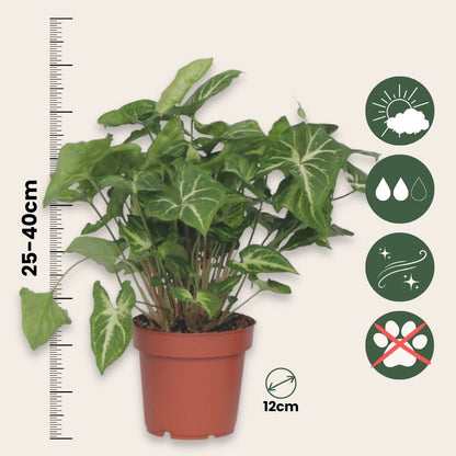 Planta Cabeza De Flecha - 3 Pzs - Syngonium 'pixie' - Altura 25-40cm - ⌀12cm_2