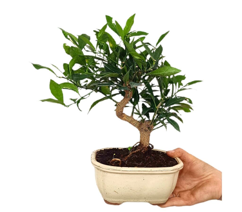 Bonsái Citrus Limequat 8 Años (limonero)_1