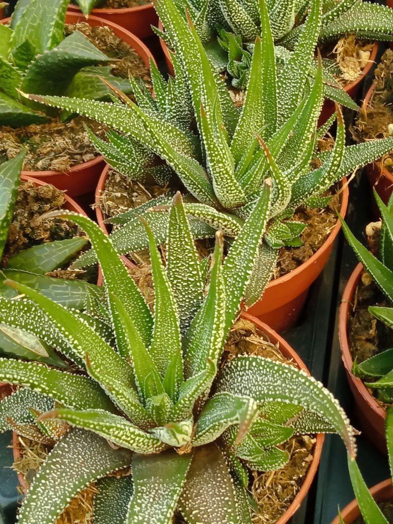 Haworthia Concolor Planta Suculenta Sombra Ø8 Cm_0