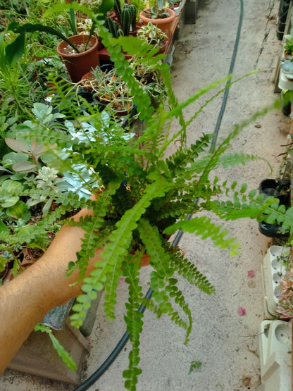 1 Helecho  Surtido Aleatorio Plantas De Interior Ø8_0
