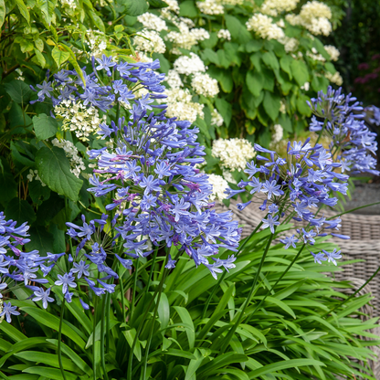 Agapanto - 6 Pzs - Agapanthus Africanus - Cepellones - Azul_1