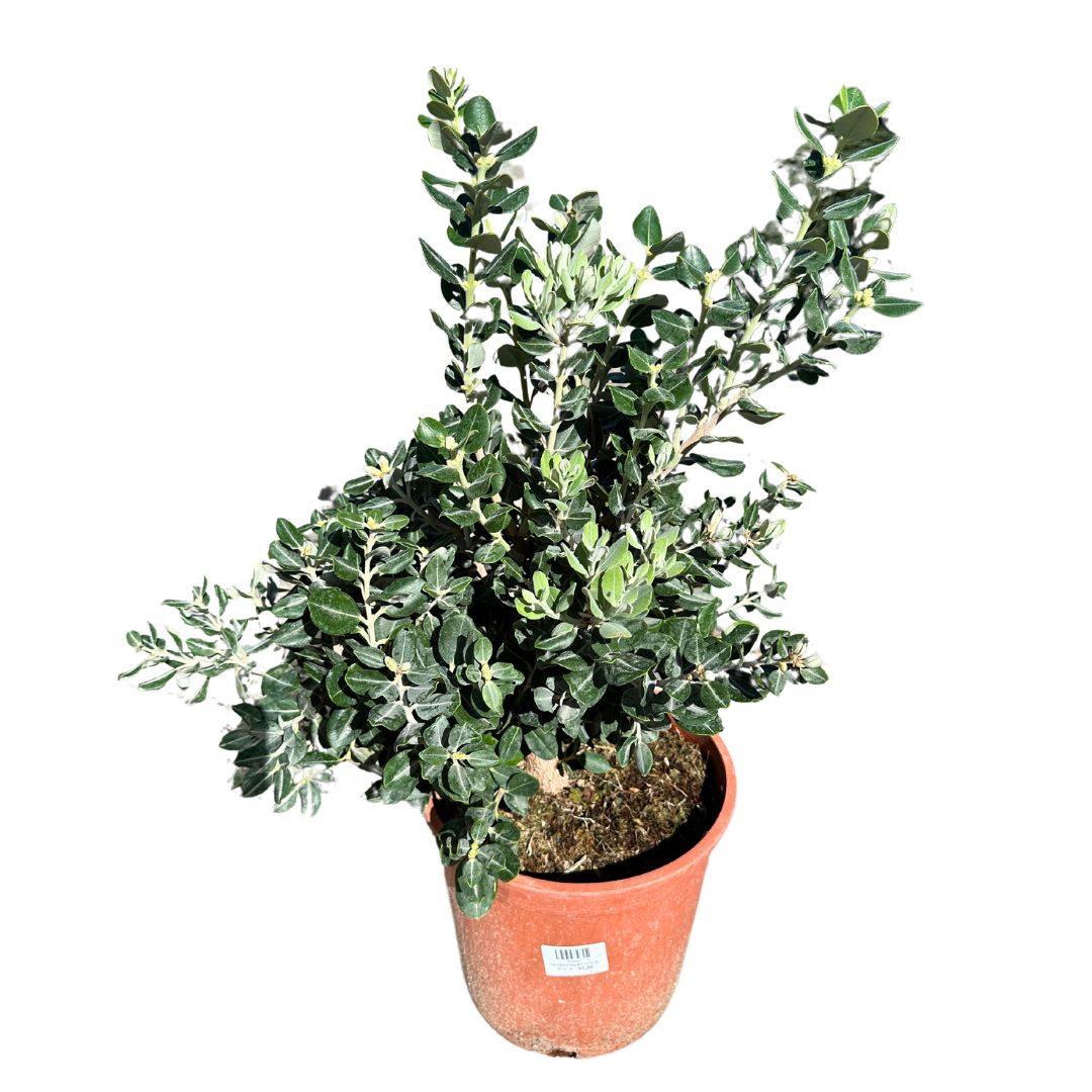 Metrosidero Planta Ornamental Nativa De Nueva Zelanda (metrosideros Spp.) Maceta 20cm_1