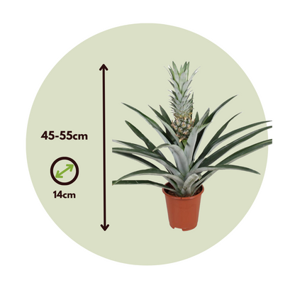 Planta De La Piña - Ananas Comosus - Altura 45-55cm - ⌀14cm_2
