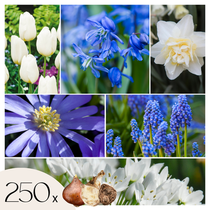 Jardín De Bulbos Nj Azul - 250 Pzs - Bulbos De Flores - Azul_0