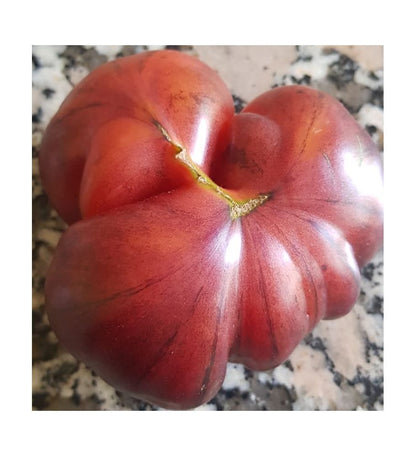 Plantón Tomate Cielo Azul (10 Unidades)_1
