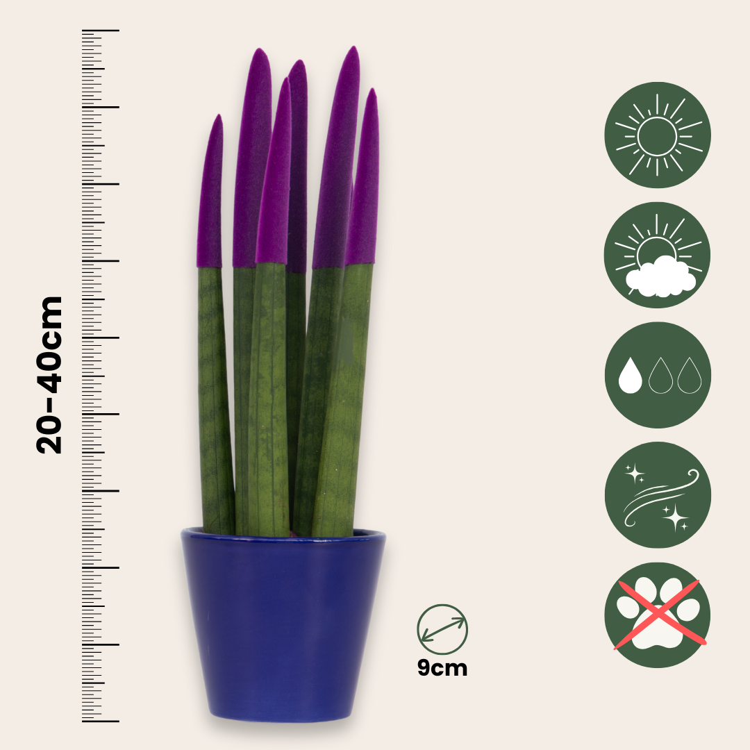 Lengua De Suegra Cilíndrica - Sansevieria Cylindrica - Altura 20-40cm - ⌀9cm_2