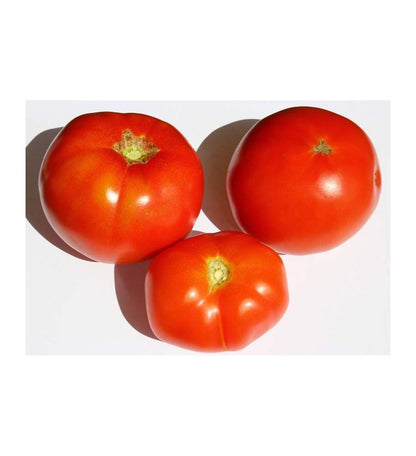 Plantón Tomate Tres Cantos (10 Unidades)_0