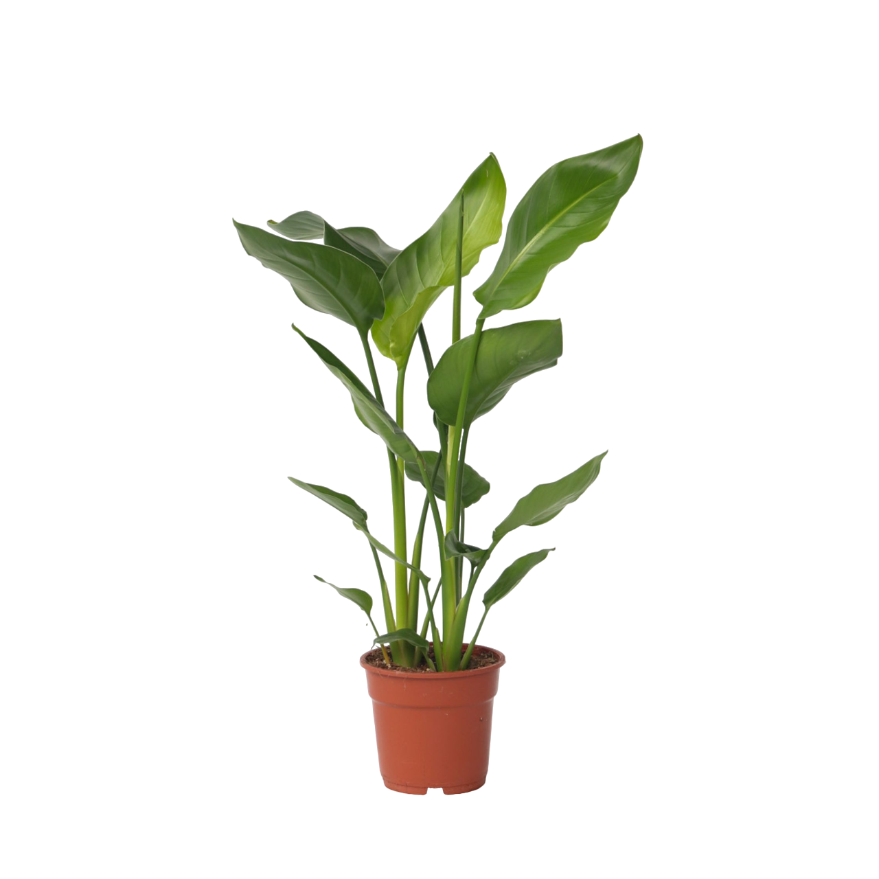 Flor Ave Del Paraíso - Strelitzia Nicolai - Altura 55-70cm - ⌀17cm_0