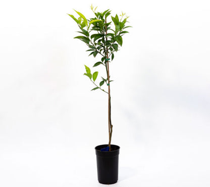 Mandarino Hernandina O Clementina - Plantón1 Metro - Planta Viva (1)_1