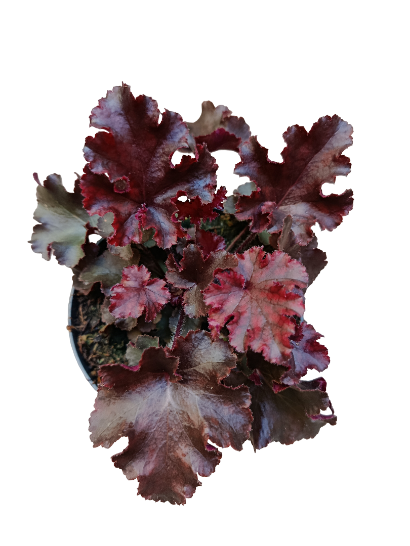 Heuchera Roja Planta De Interior Muy Resistente Ø12_0