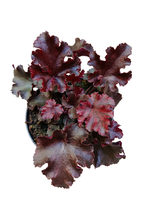 Heuchera Roja Planta De Interior Muy Resistente Ø12_0